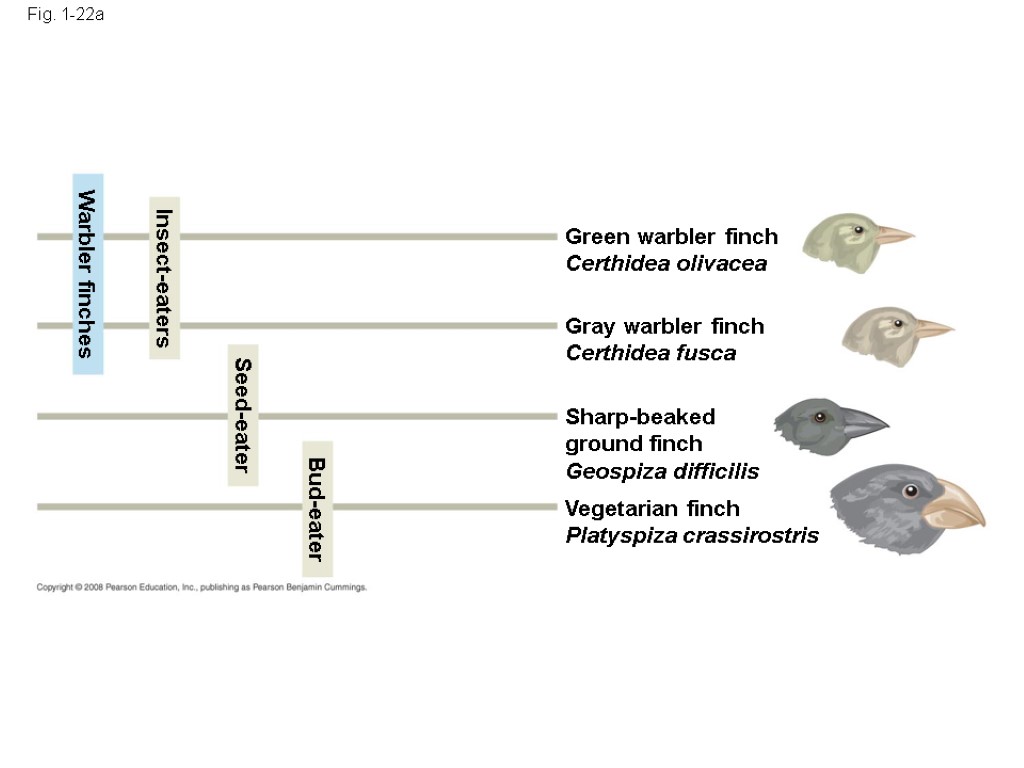 Fig. 1-22a Warbler finches Insect-eaters Seed-eater Bud-eater Green warbler finch Certhidea olivacea Gray warbler